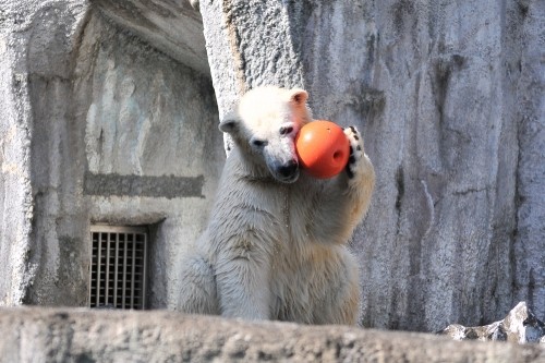 2月10日~浜松市動物園・キロル~12時台から14時台