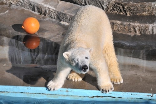 2月11日~浜松市動物園・キロル~開園から10時まで