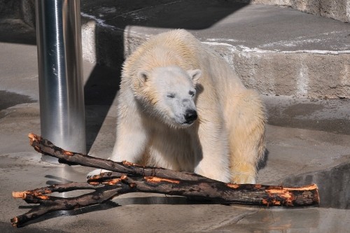 2月11日~浜松市動物園・キロル~10時台
