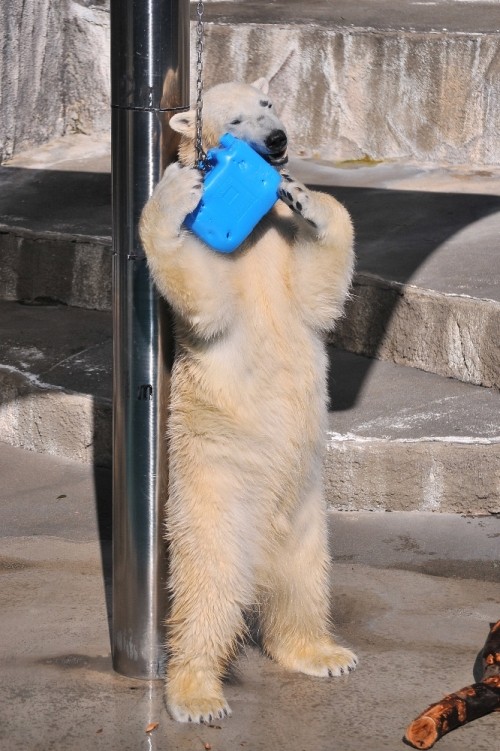 ２月１１日～浜松市動物園・キロル～１０時台から１２時台
