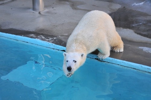 ２月１１日～浜松市動物園・キロル～１５時台から閉園まで
