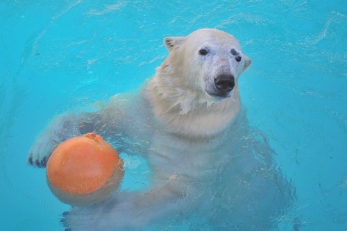 ２月１２日～浜松市動物園・キロル～開園から１０時まで