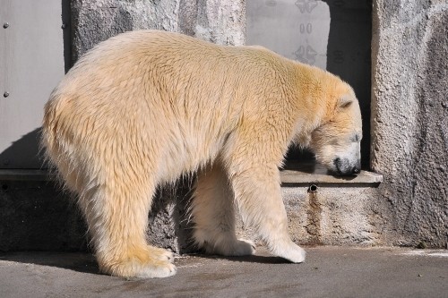 ２月１２日～浜松市動物園・キロル～１０時から１１時台