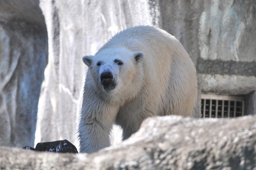 2月12日~浜松市動物園・キロル~12時台から14時台