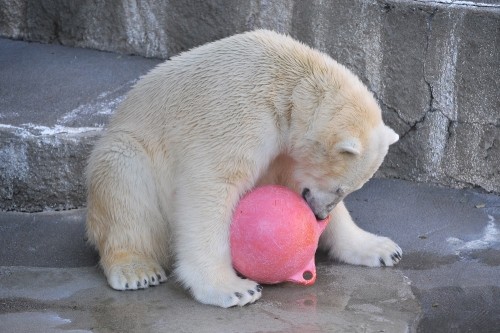 2月12日~浜松市動物園・キロル~15時台