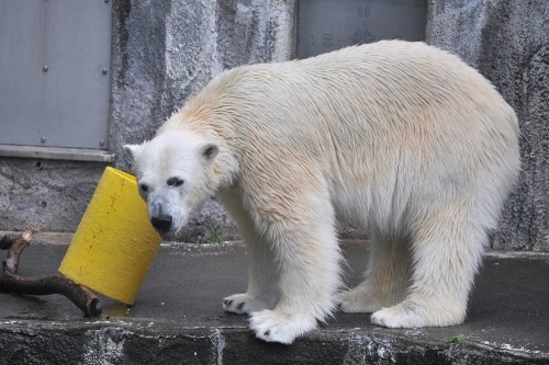 4月14日~浜松市動物園・キロル~10時半から11時台