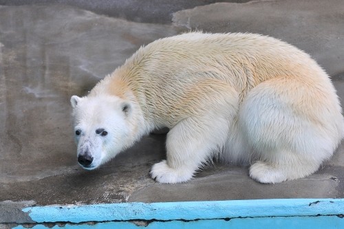 4月14日~浜松市動物園・キロル~11時台続き