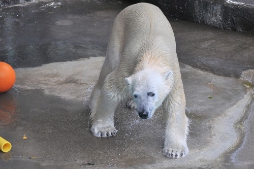 4月14日~浜松市動物園・キロル~11時台から14時まで