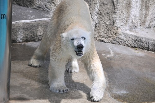 4月13日~浜松市動物園・キロル~10時台から12時台
