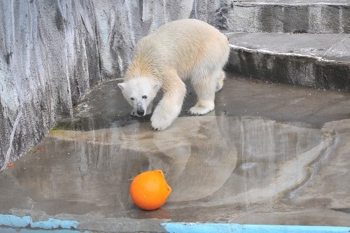 4月13日~浜松市動物園・キロル~12時台から14時まで