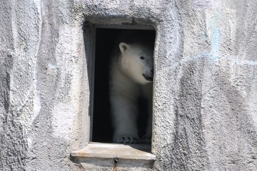 4月12日~浜松市動物園・キロル~10時半から11時台