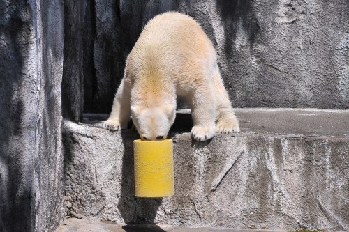 4月12日~浜松市動物園・キロル~11時台続き
