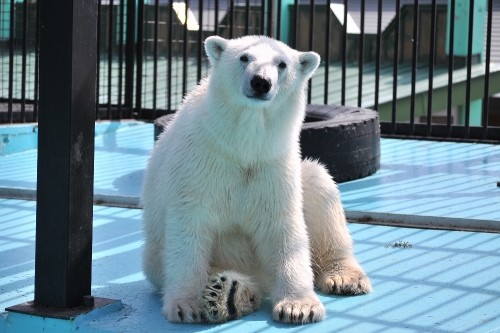 5月1日~おびひろ動物園・イコロ&アイラ~開園から10時台