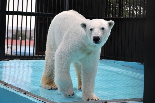 5月1日~おびひろ動物園・イコロ&アイラ~10時台から12時台