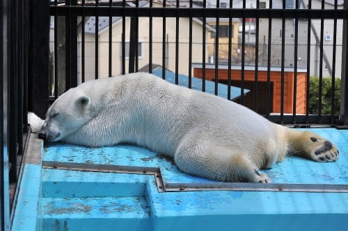 5月1日~おびひろ動物園・イコロ&アイラ~12時台から14時まで