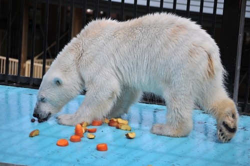 5月1日~おびひろ動物園・イコロ&アイラ~14時台