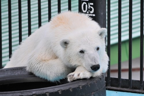 5月1日~おびひろ動物園・イコロ&アイラ~14時台から15時台
