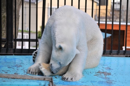 5月1日~おびひろ動物園・イコロ&アイラ~15時台から閉園後?!