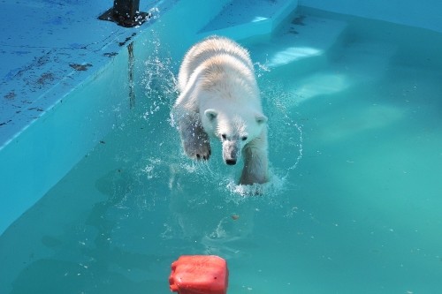 4月30日~おびひろ動物園・イコロ&アイラ~開園から9時台