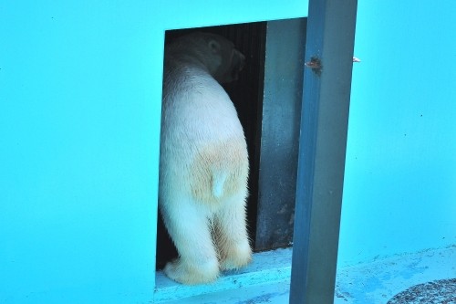 4月30日~おびひろ動物園・イコロ&アイラ~9時台から11時まで