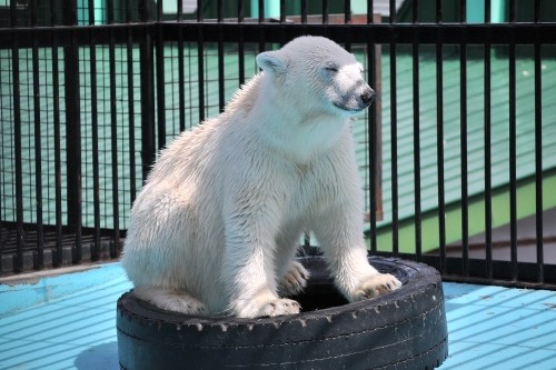 4月30日~おびひろ動物園・イコロ&アイラ~12時台から14時台