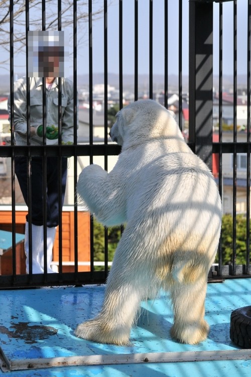 4月30日~おびひろ動物園・イコロ&アイラ~15時半から閉園まで