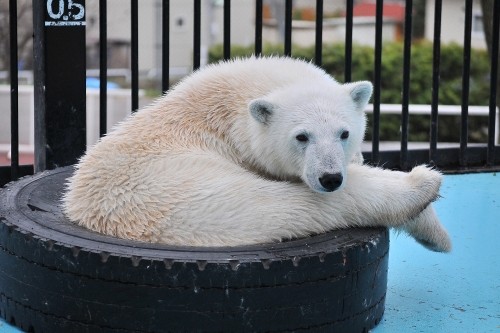 4月29日~おびひろ動物園・イコロ&アイラ~開園から10時まで