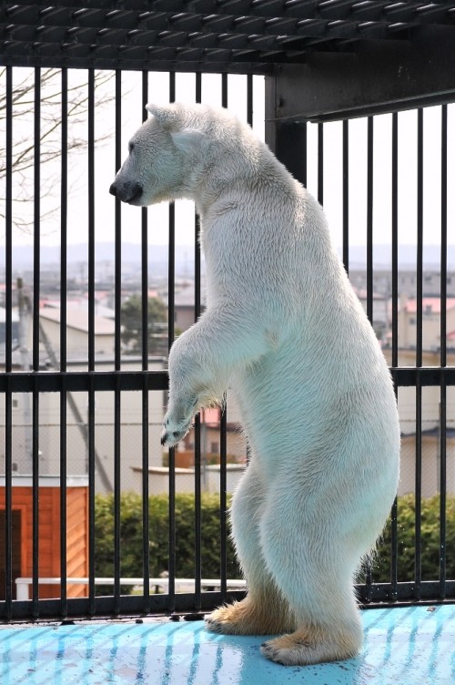 4月29日~おびひろ動物園・イコロ&アイラ~10時から11時台