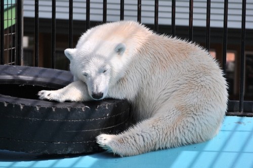 4月29日~おびひろ動物園・イコロ&アイラ~12時台から14時台