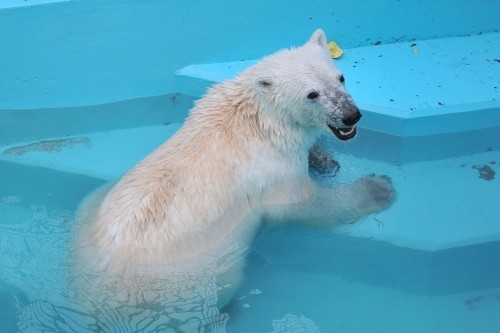 4月29日~おびひろ動物園・イコロ&アイラ~14時台から15時台