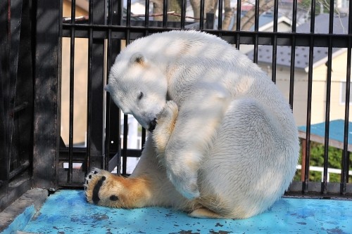 4月29日~おびひろ動物園・イコロ&アイラ~15時台から閉園まで