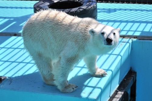 4月28日~おびひろ動物園・イコロ&アイラ~10時台