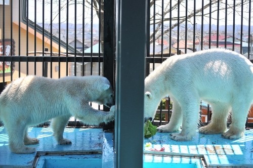 4月28日~おびひろ動物園・イコロ&アイラ~10時台から11時台