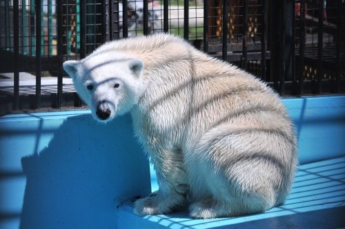 4月28日~おびひろ動物園・イコロ&アイラ~11時台から13時台