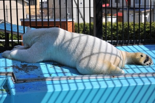 4月28日~おびひろ動物園・イコロ&アイラ~13時台から14時台