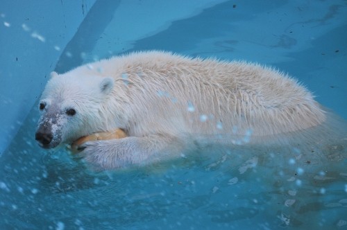 4月28日~おびひろ動物園・イコロ&アイラ~15時台から閉園まで