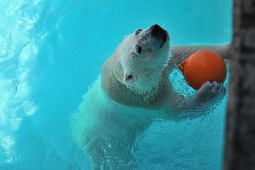 4月12日~浜松市動物園・キロル~13時からおやつ前まで