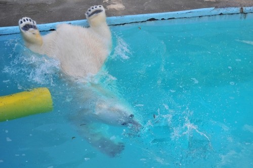 4月12日~浜松市動物園・キロル~おやつタイムから閉園まで