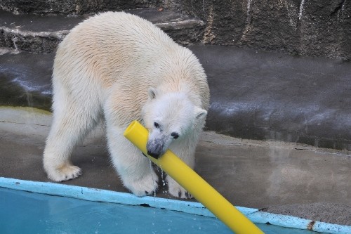 4月11日~浜松市動物園・キロル~9時台から10時台