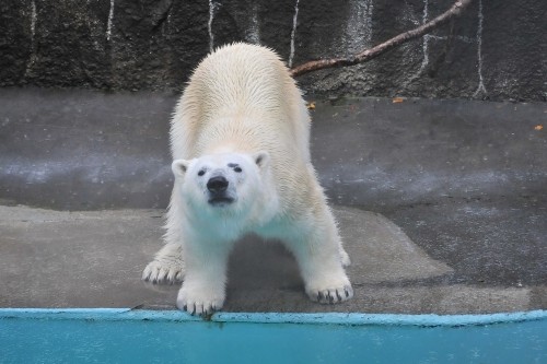 4月11日~浜松市動物園・キロル~15時台続き