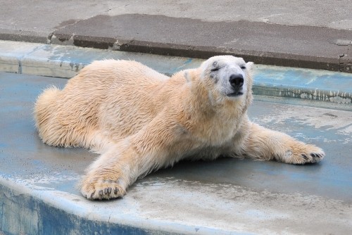 ６月３日～釧路市動物園・ツヨシ＆ユキオ