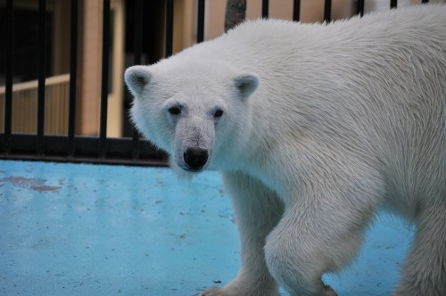 6月2日~おびひろ動物園・イコロ&アイラ~9時台から11時台