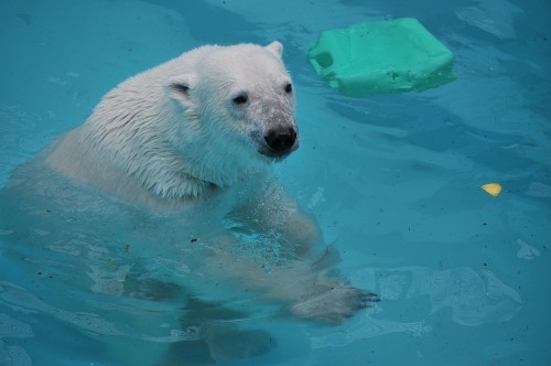 6月2日~おびひろ動物園・イコロ&アイラ~11時台続き
