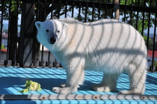 6月2日~おびひろ動物園・イコロ&アイラ~14時台から15時台