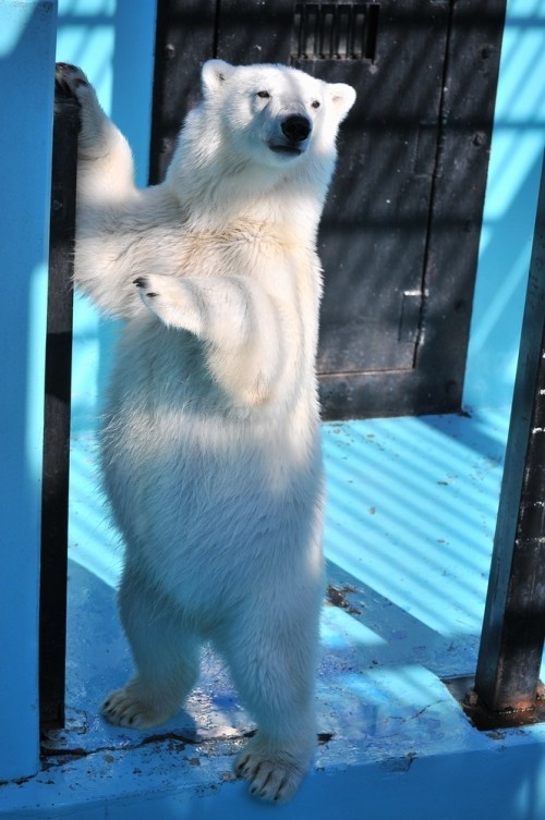 6月2日~おびひろ動物園・イコロ&アイラ~15時台から16時台