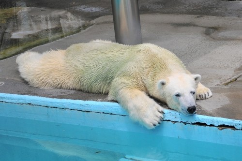 6月23日~浜松市動物園・キロル~開園から11時まで
