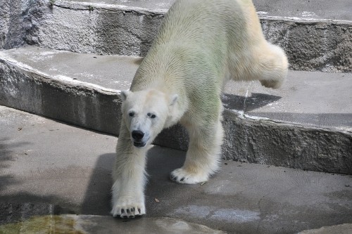6月23日~浜松市動物園・キロル~11時台(ボウル投入!)
