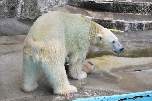 6月23日~浜松市動物園・キロル~11時台から12時まで