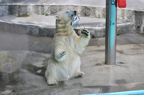 6月23日~浜松市動物園・キロル~12時台