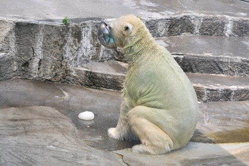 6月23日~浜松市動物園・キロル~12時半から13時まで